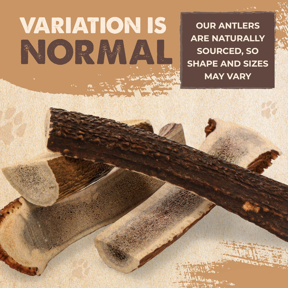 Mighty Paw elk antler for aggressive chewers image highlights durability and mental stimulation