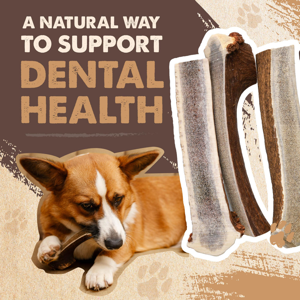 Mighty Paw all-natural dog antler chew emphasizes chemical-free enjoyment