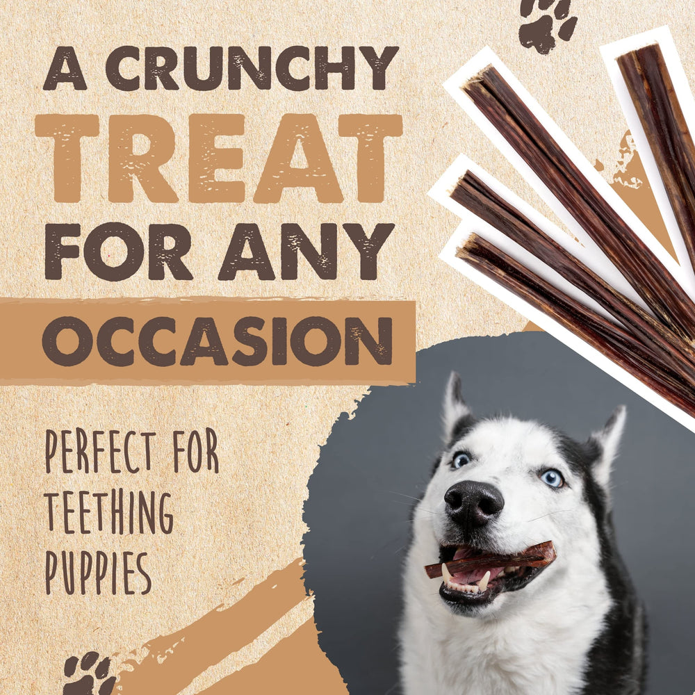 Mighty Paw beef gullet sticks dog chewing action during playtime.
