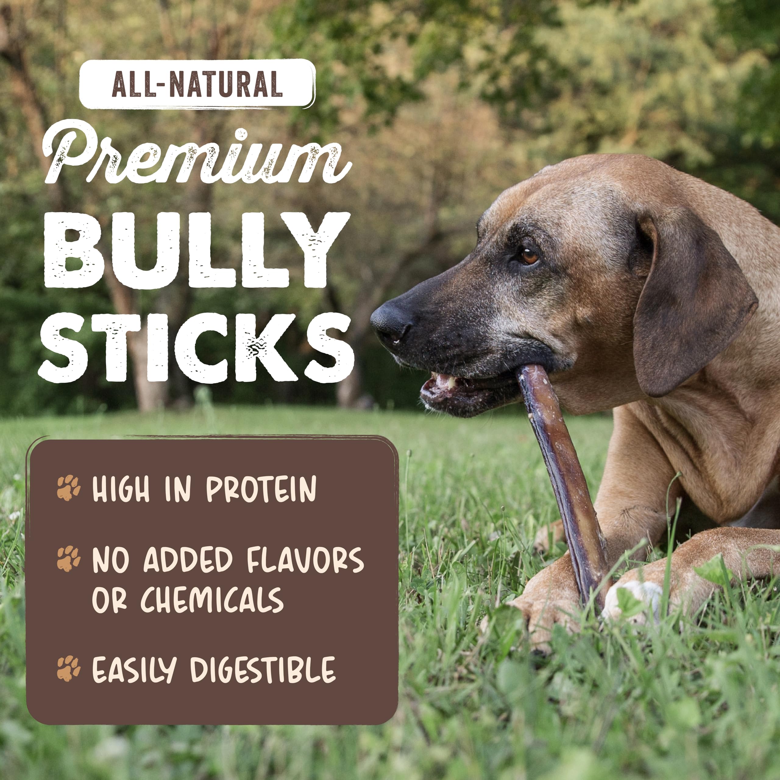 Mighty Paw 12 inch bully sticks closeup showcases natural beef flavor.