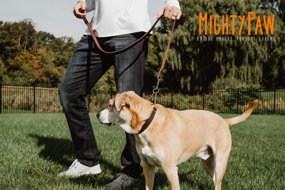 Mighty Paw Martingale brown leather detail highlights premium craftsmanship