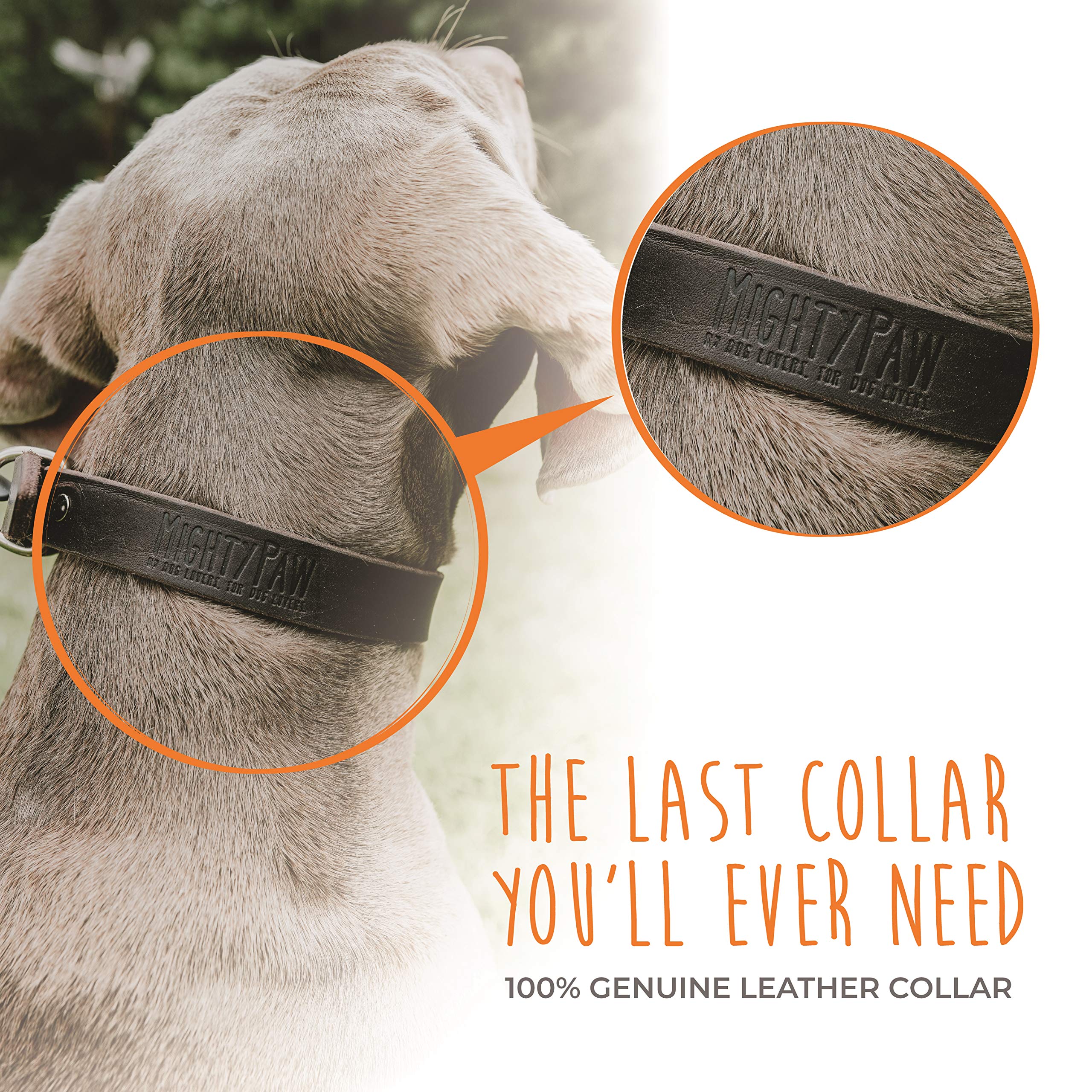 Mighty Paw Martingale durable assembly emphasizes long-lasting hardware
