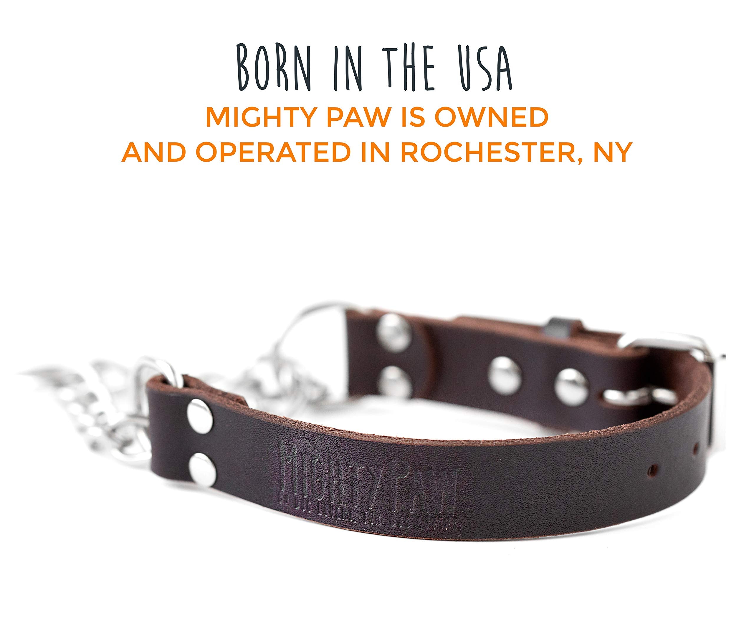 Mighty Paw Martingale large-size fit shown on a big dog