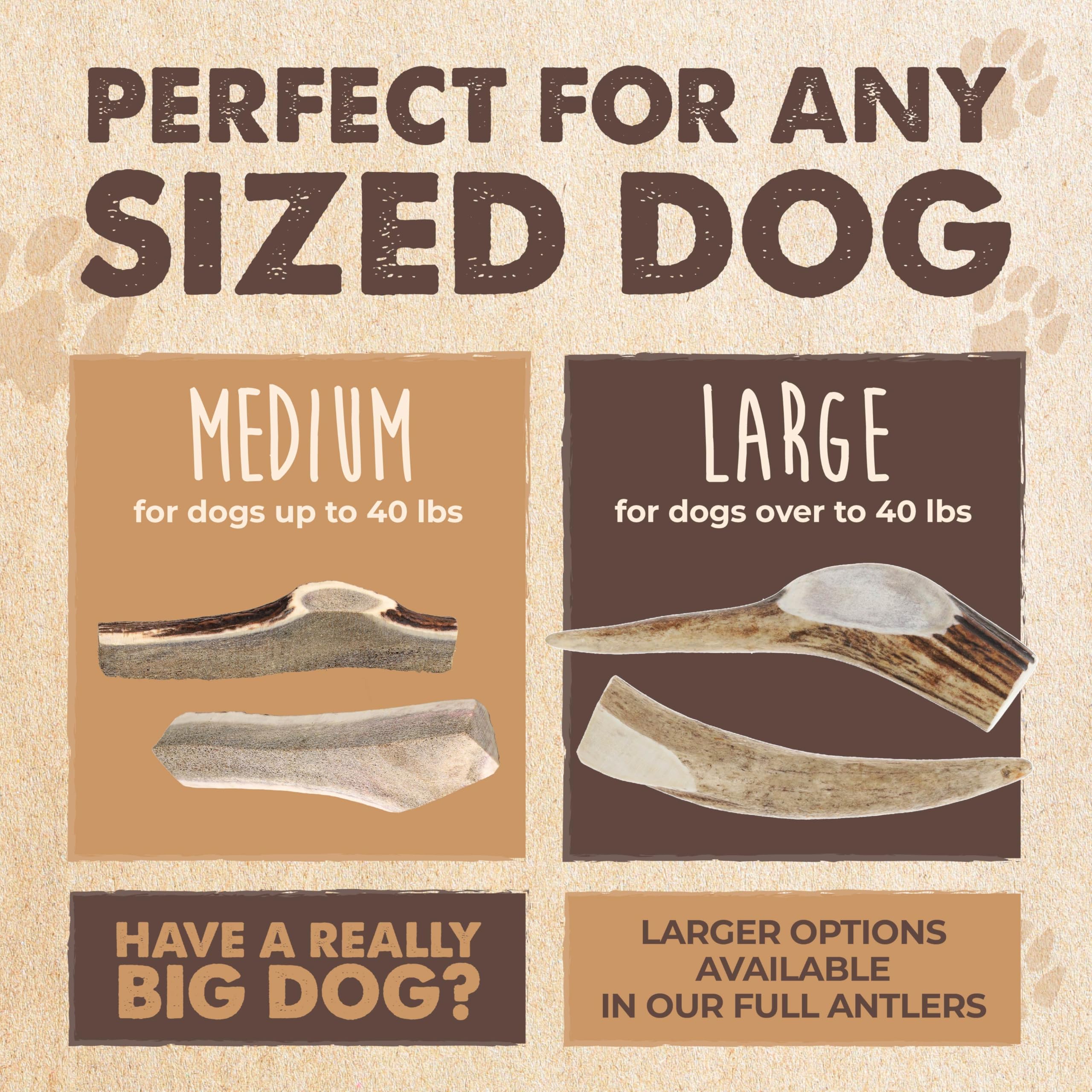 Mighty Paw Naturals medium-dog size elk antler for dogs 20-45 lbs in use