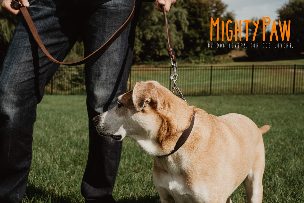 Mighty Paw training collar USA-made badge signaling family ownership