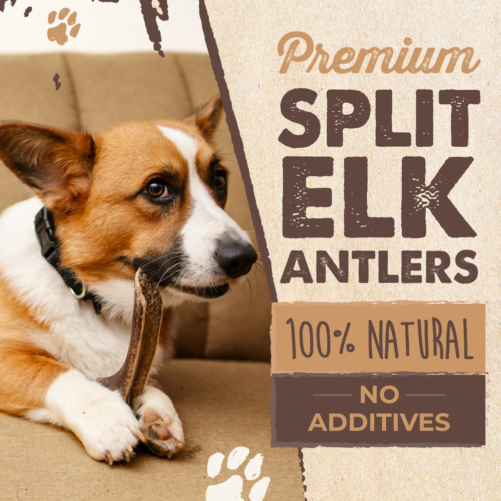Mighty Paw USA-sourced elk antler image highlights origin and safe, natural chewing for dogs