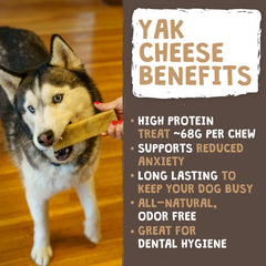 Mighty Paw Yak Cheese Chews dog chewing close-up illustrating long lasting snack
