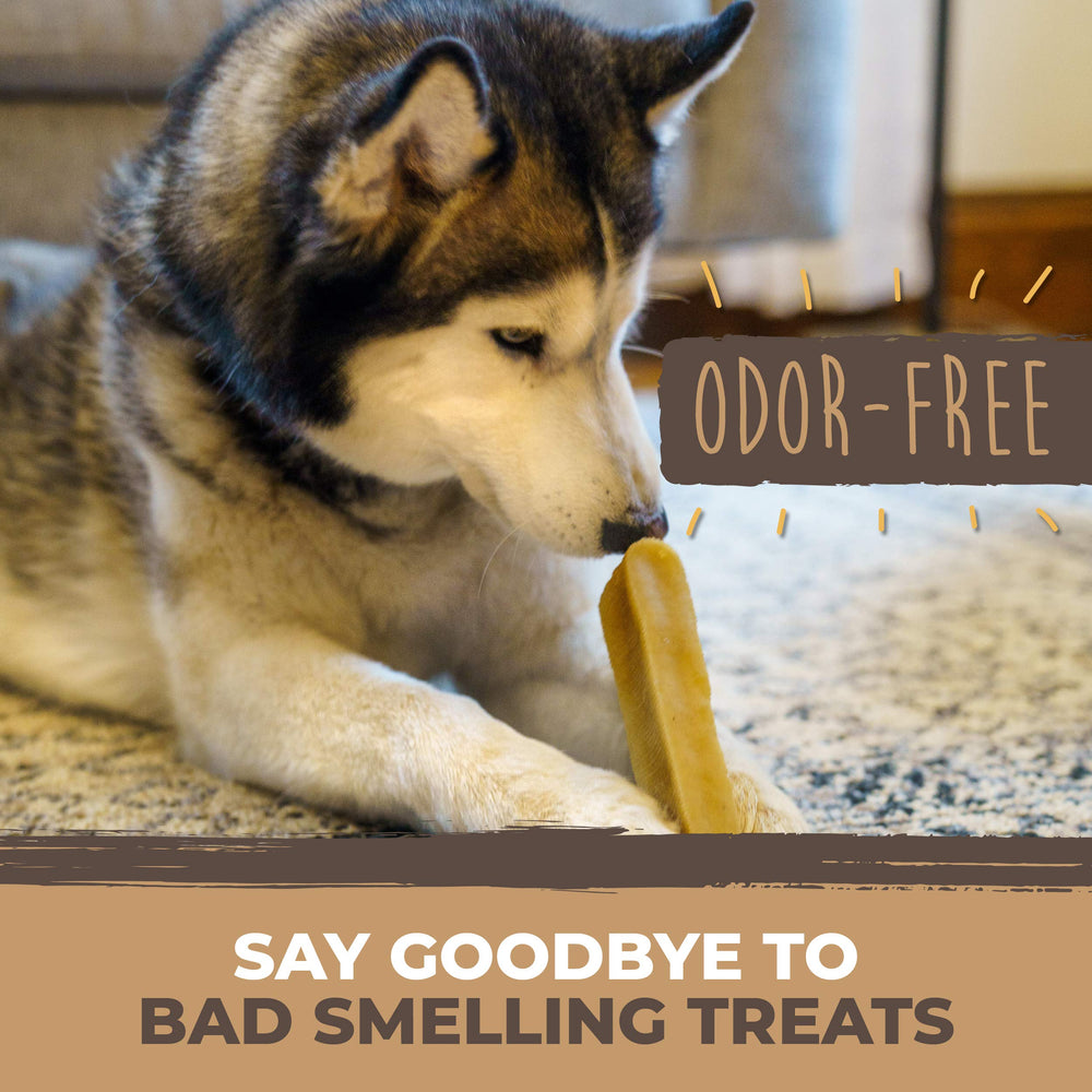 Mighty Paw yak-cheese-chews oral-health scenario with dog enjoying a long-lasting chew.