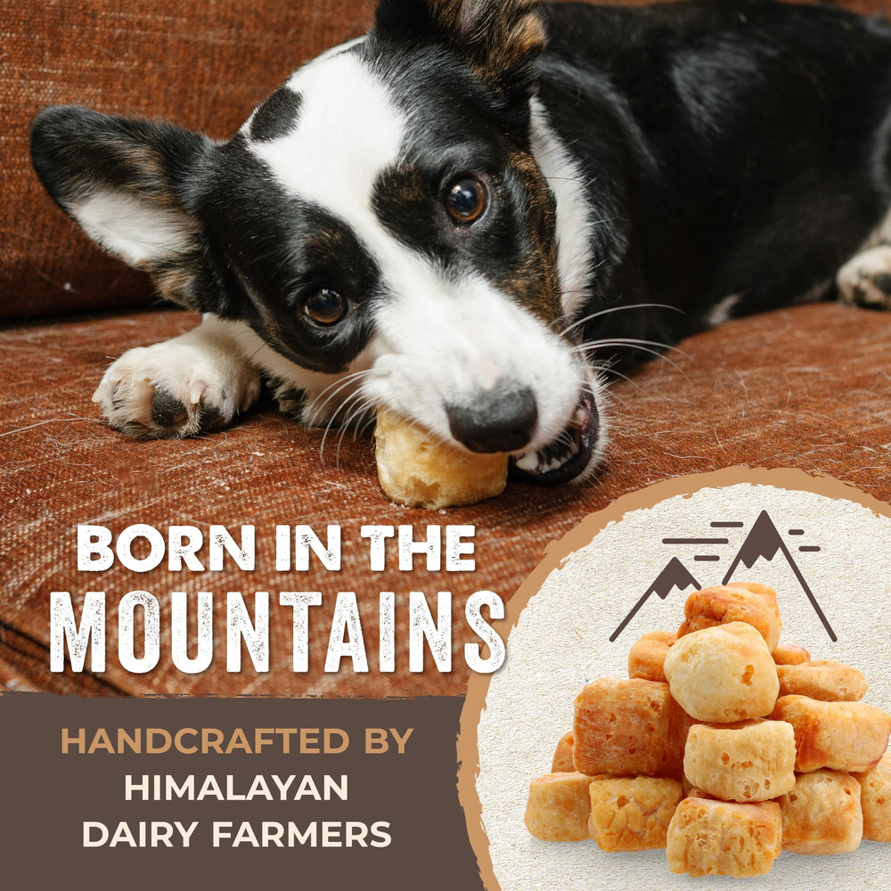 Mighty Paw Yak Cheese Puffs dog chewing during playtime for positive reinforcement