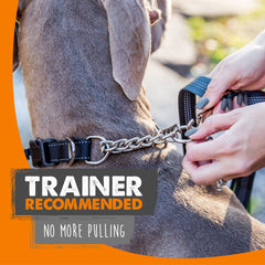 Mighty Paw Martingale Collar side profile shows gentle tension during walks.