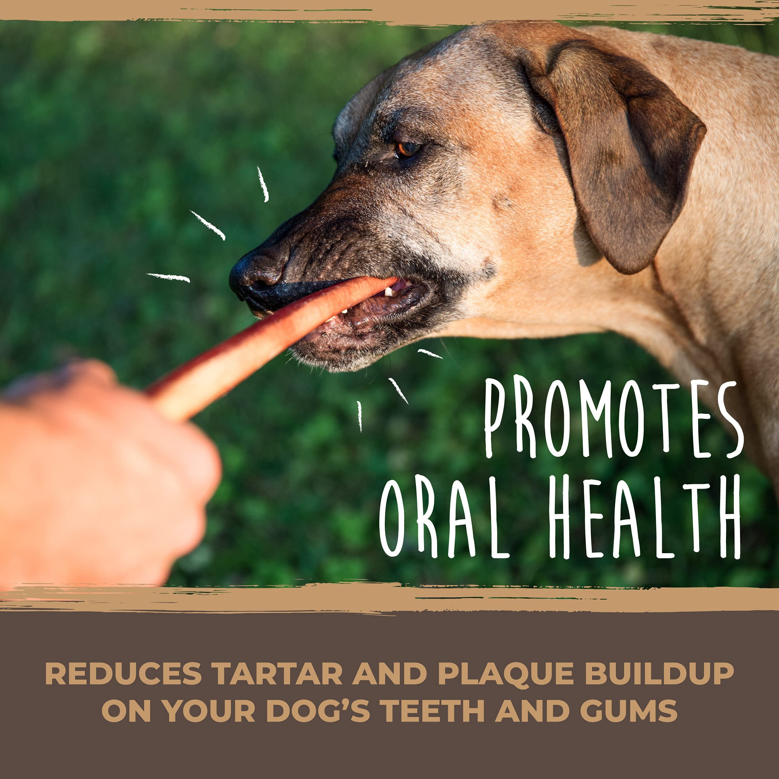 A dog enjoys a Mighty Paw Naturals Bully Stick, demonstrating a long chew session.