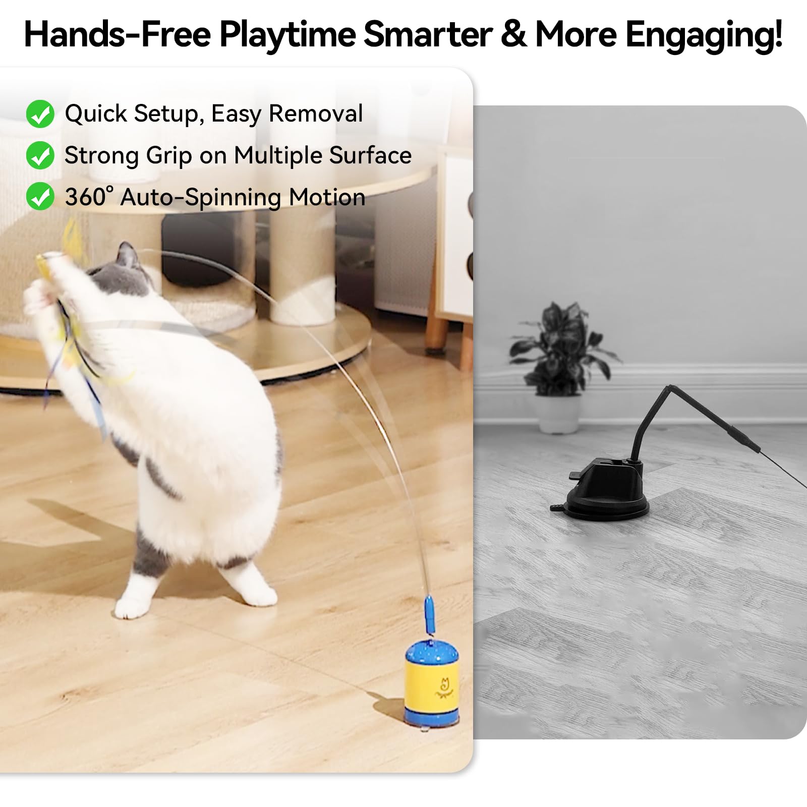 Migipaws cat enjoys interactive play with the teaser wand