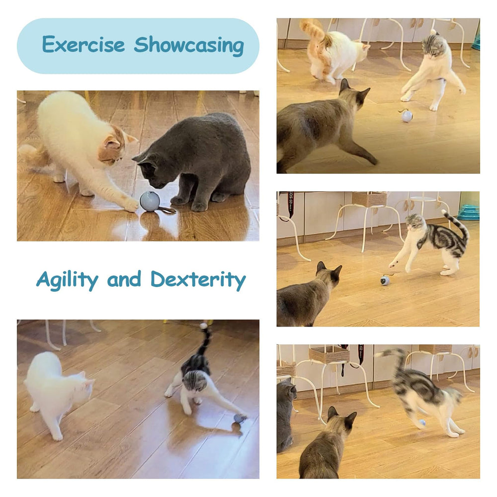 Migipaws auto-rolling ball lights up and rolls, triggering chase instincts.