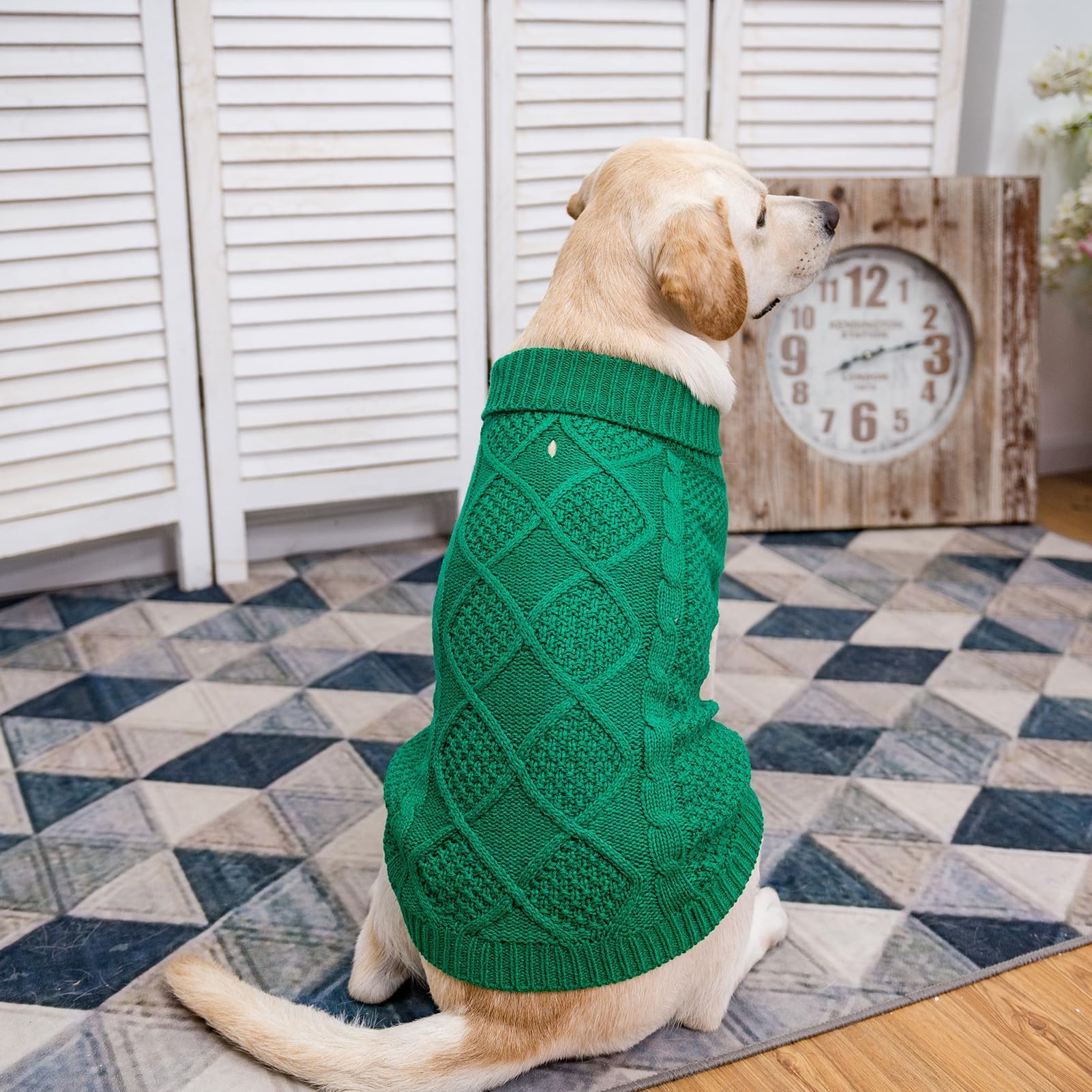 Mihachi back view highlights versatile fit for dogs across seasons