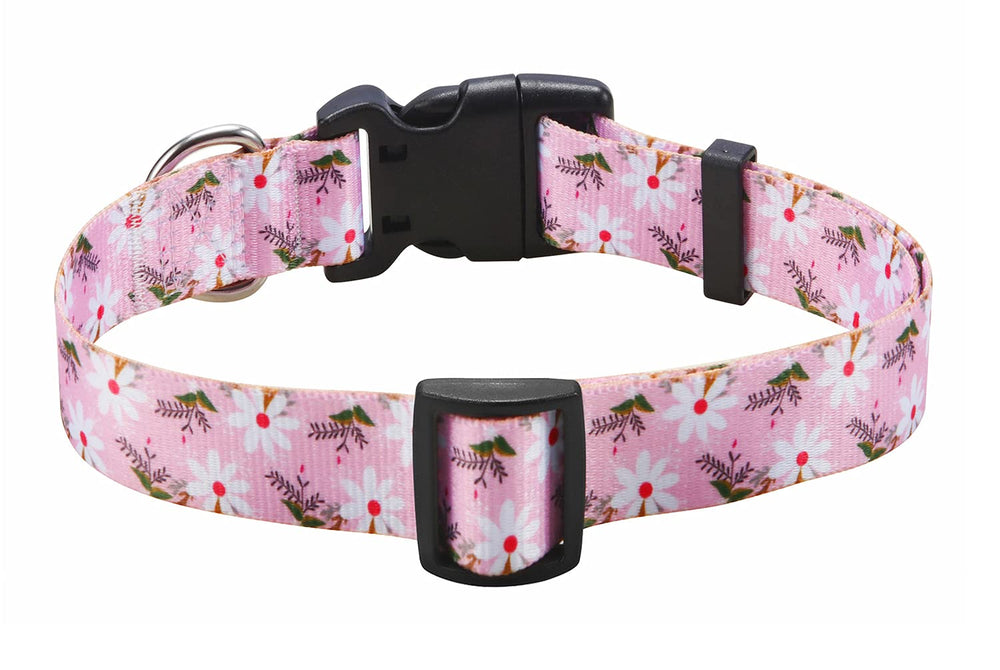 Mihqy collar on dog during walk emphasizes durable nylon for everyday adventures