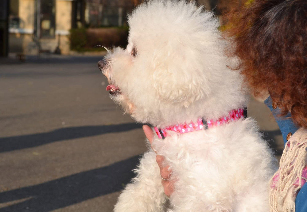 Mihqy dog collar quick-release buckle for easy on and off