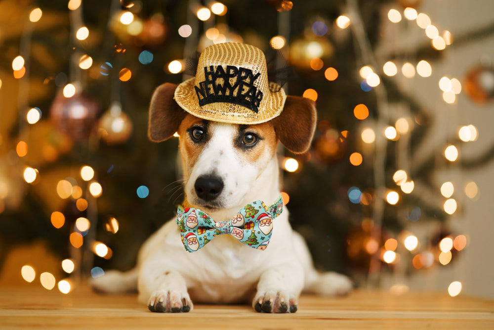 Miiemiu holiday-photo collar helps capture joyful moments during walks.