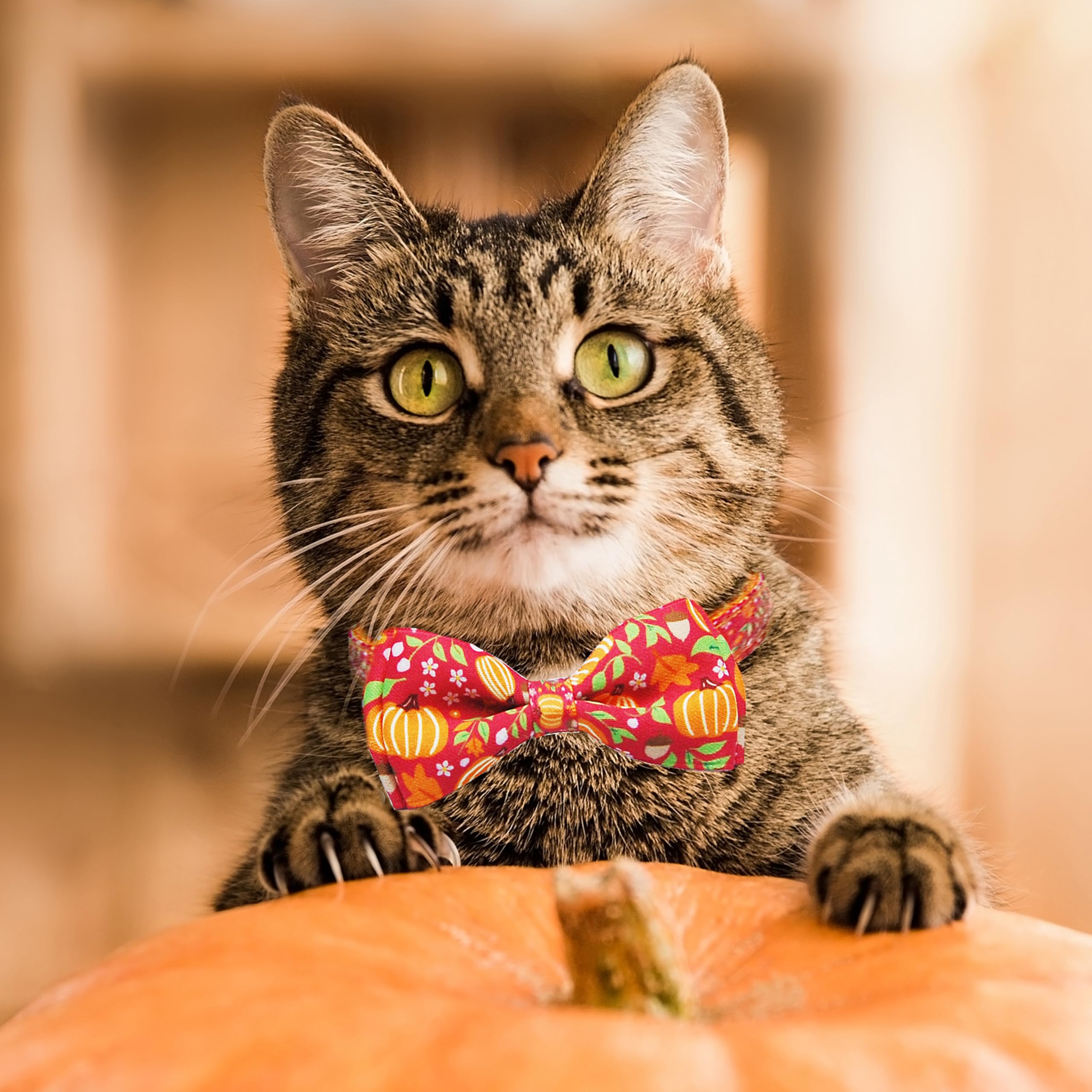 Miiemiu breakaway buckle keeps cats safe if collar gets snagged