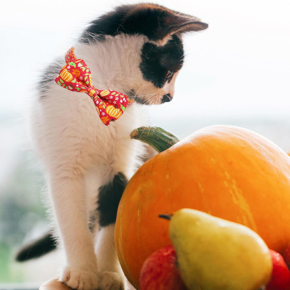 Miiemiu festive designs elevate holiday photos and memories
