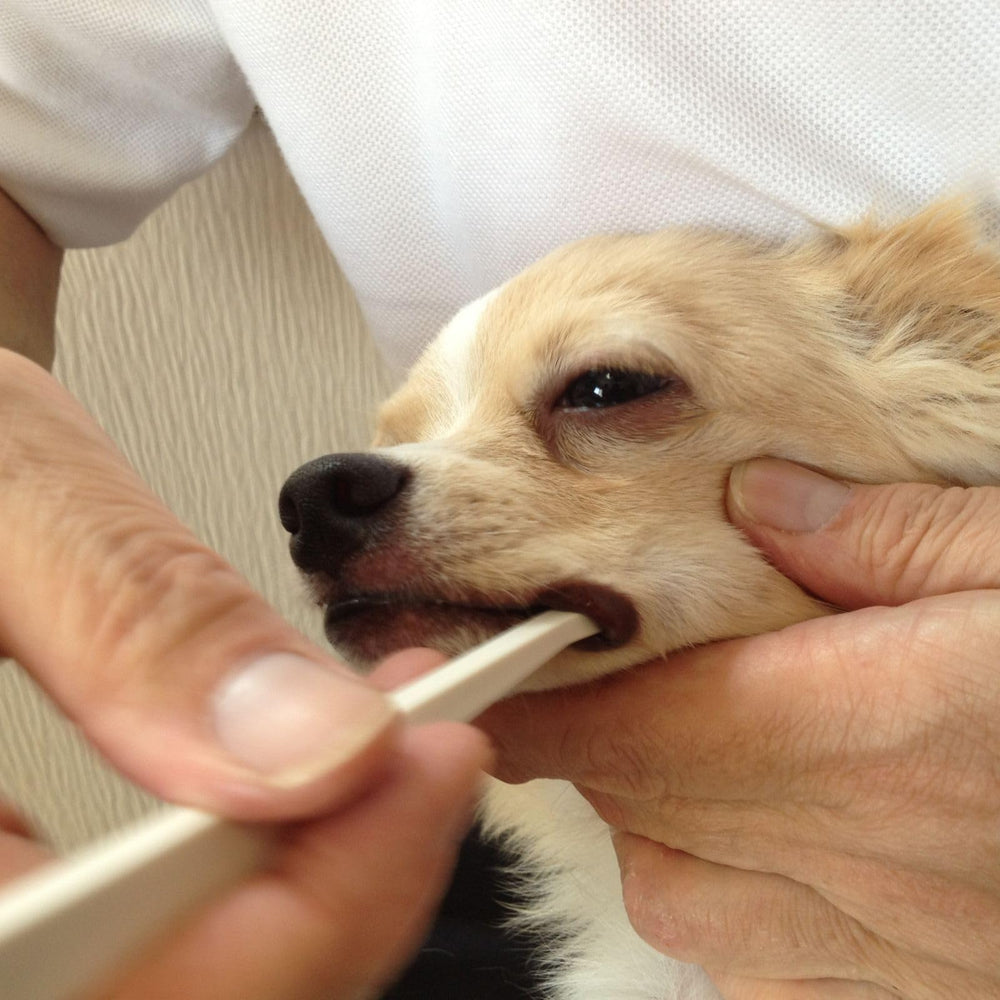 Mind Up angled-handle toothbrush guides brushing toward back teeth with easier reach.