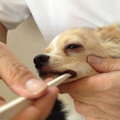 Mind Up angled-handle toothbrush guides brushing toward back teeth with easier reach.