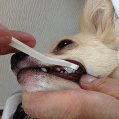 Mind Up ultra-small dog brush targets hard-to-reach areas for comprehensive cleaning.