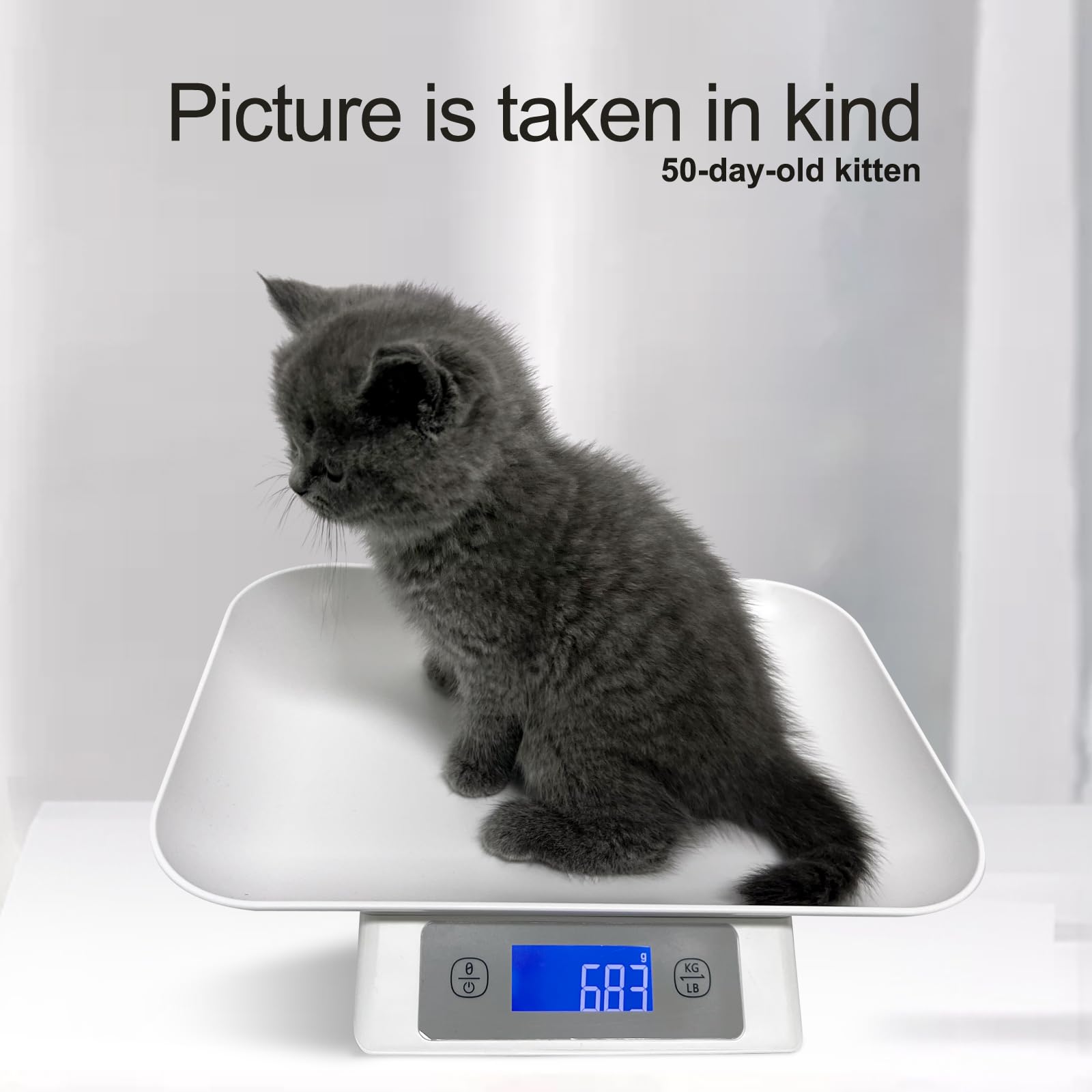 MINDPET-MED digital pet scale small-animal-use demonstrates versatility beyond cats.