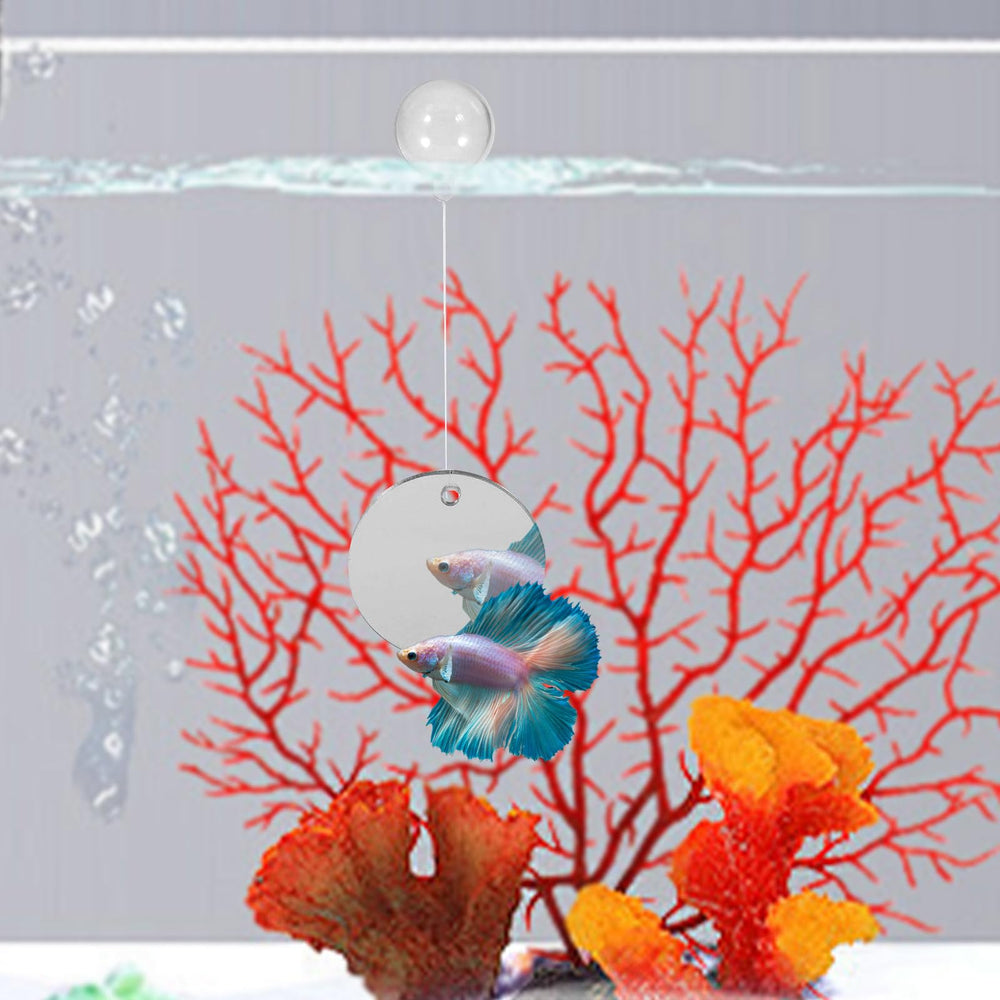 MinrzPet betta in-tank play using mirror and rings for mental stimulation.