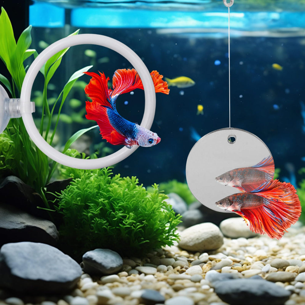 MinrzPet beta fish tank setup demonstrates quick, tool-free installation.