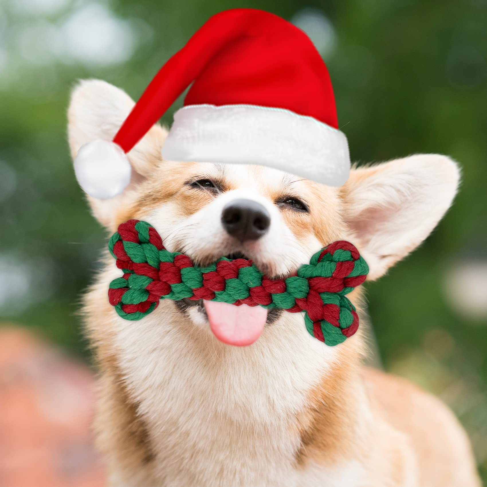 MISS FANTASY dogs enjoying plush and rope toys during active play