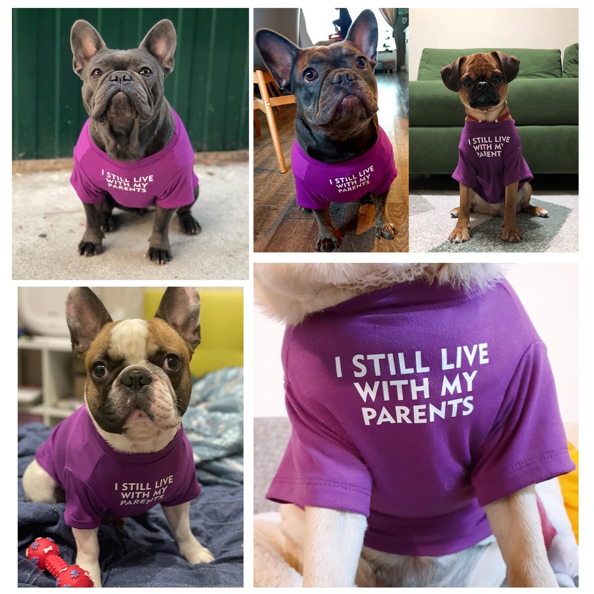 MISS PET French Bulldog shirt letter pattern adds stylish park-ready look