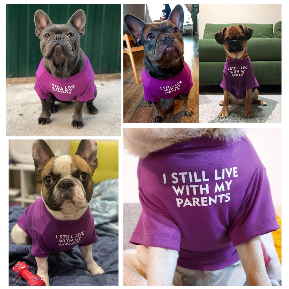 MISS PET French Bulldog shirt letter pattern adds stylish park-ready look