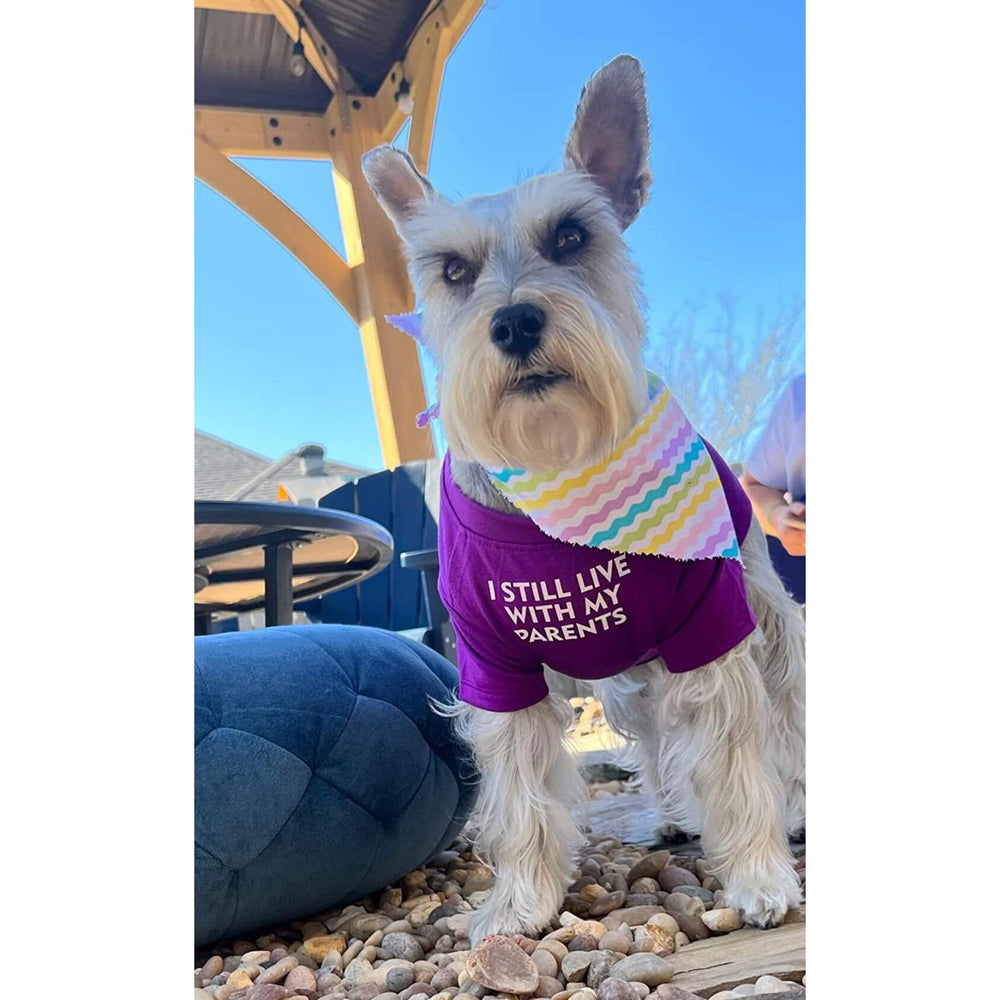 MISS PET French Bulldog shirt pullover design for easy dressing