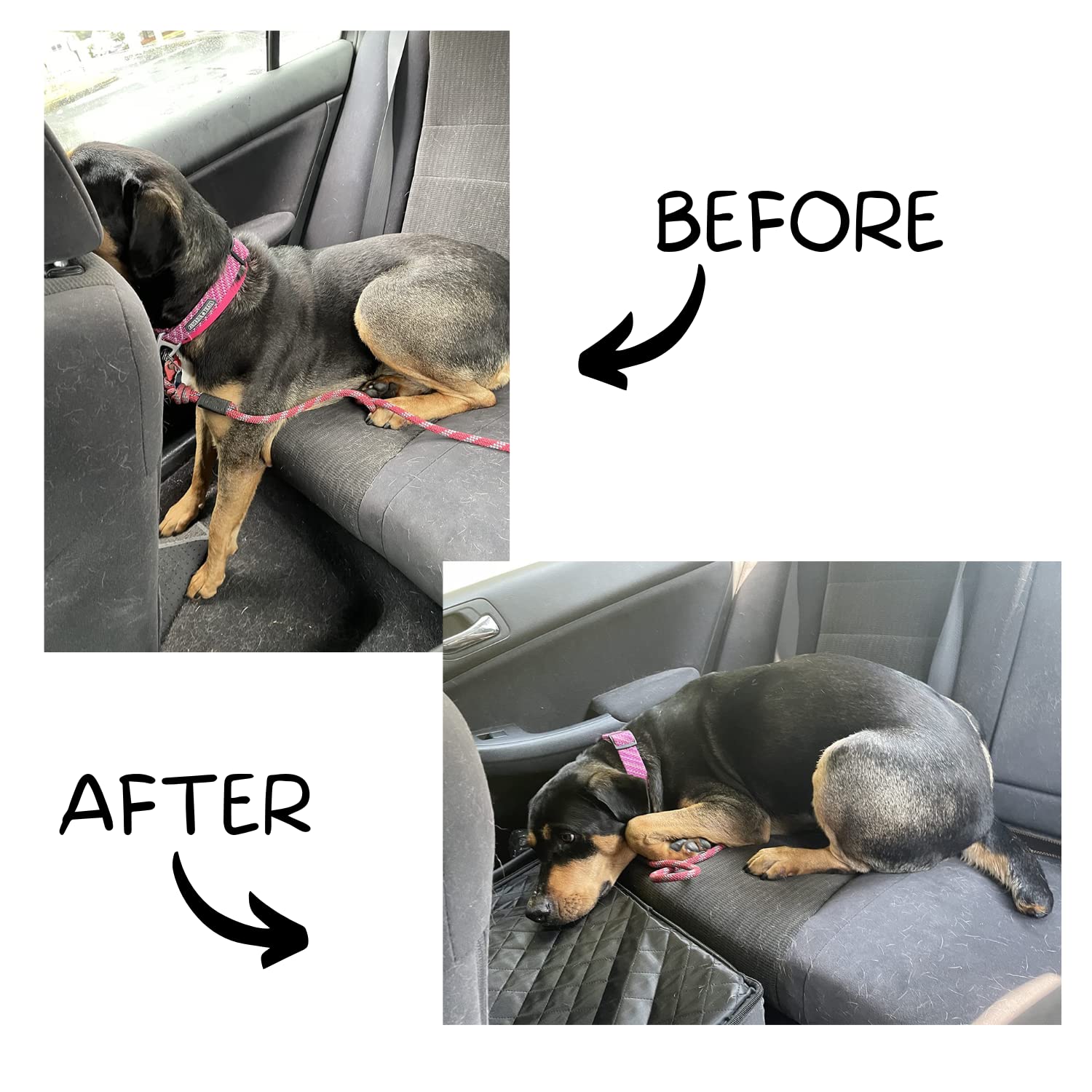 MISTIC COOL creates a safe barrier and extra space for dogs.