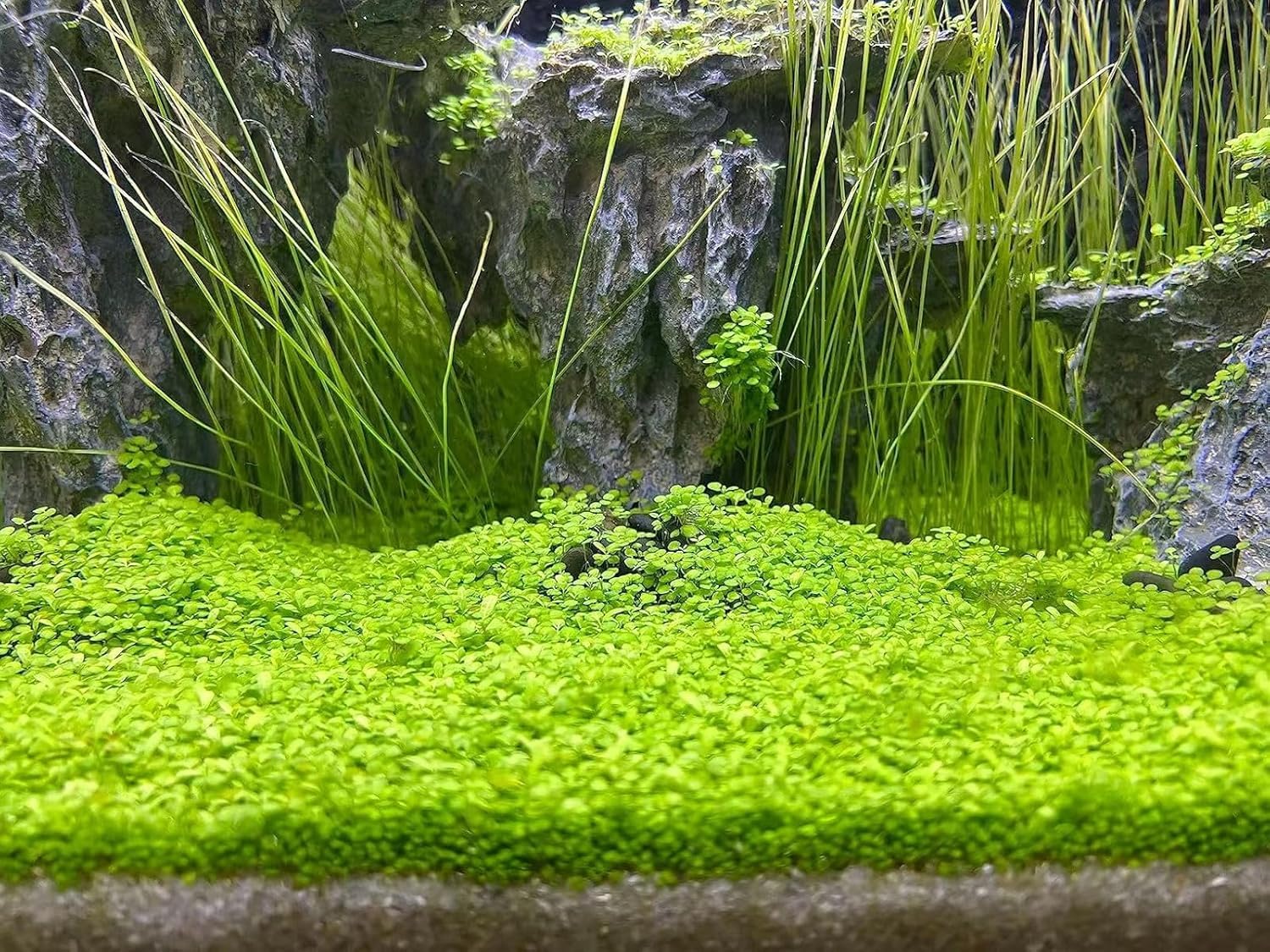 MISUHALOU aquarium grass plant bundle contents displays three-pack setup.