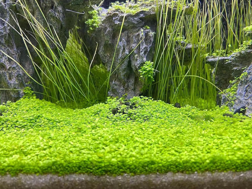 MISUHALOU aquarium grass plant bundle contents displays three-pack setup.