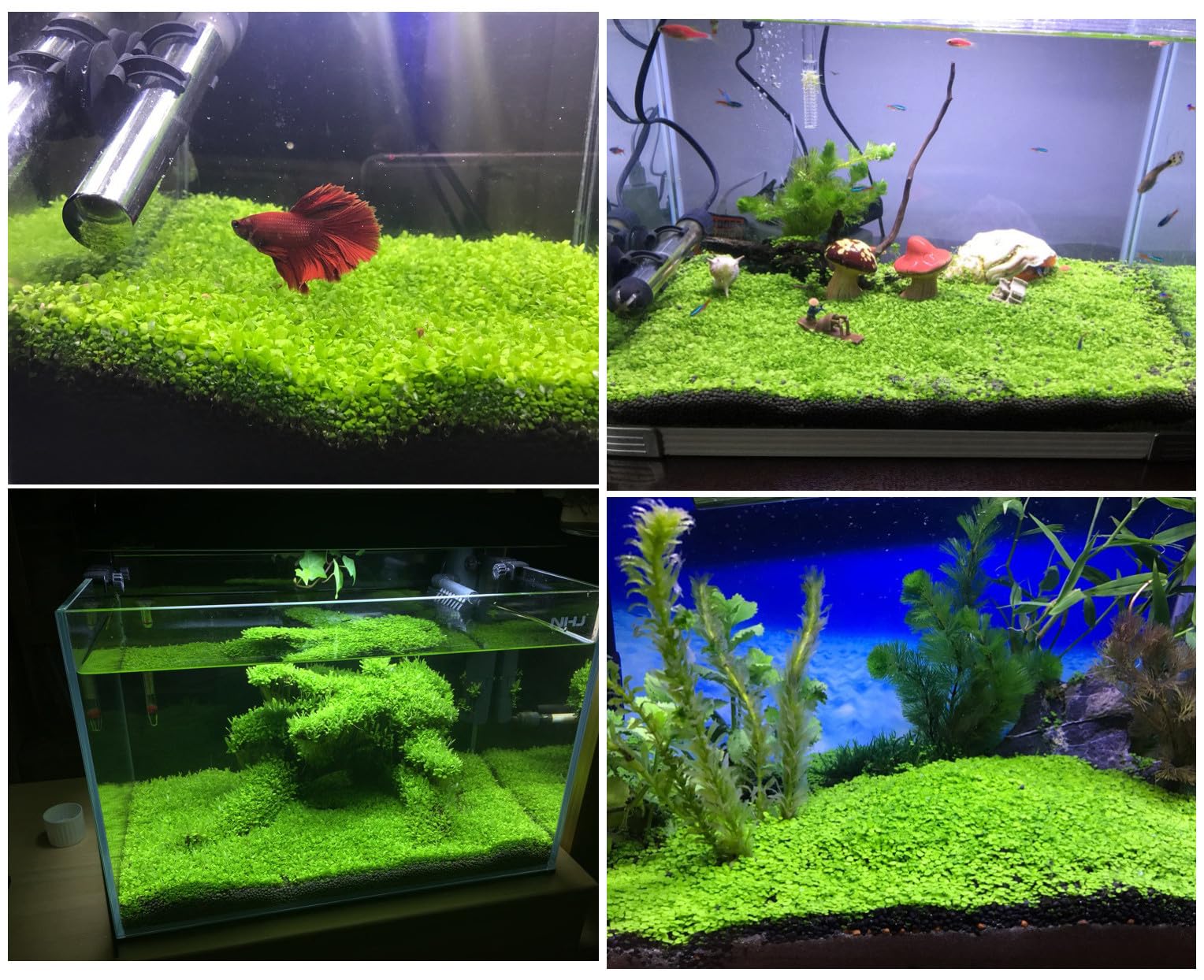 MISUHALOU aquarium grass plant temperature 25-28c indicates ideal growth range.