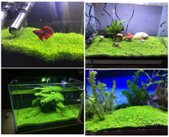 MISUHALOU aquarium grass plant temperature 25-28c indicates ideal growth range.