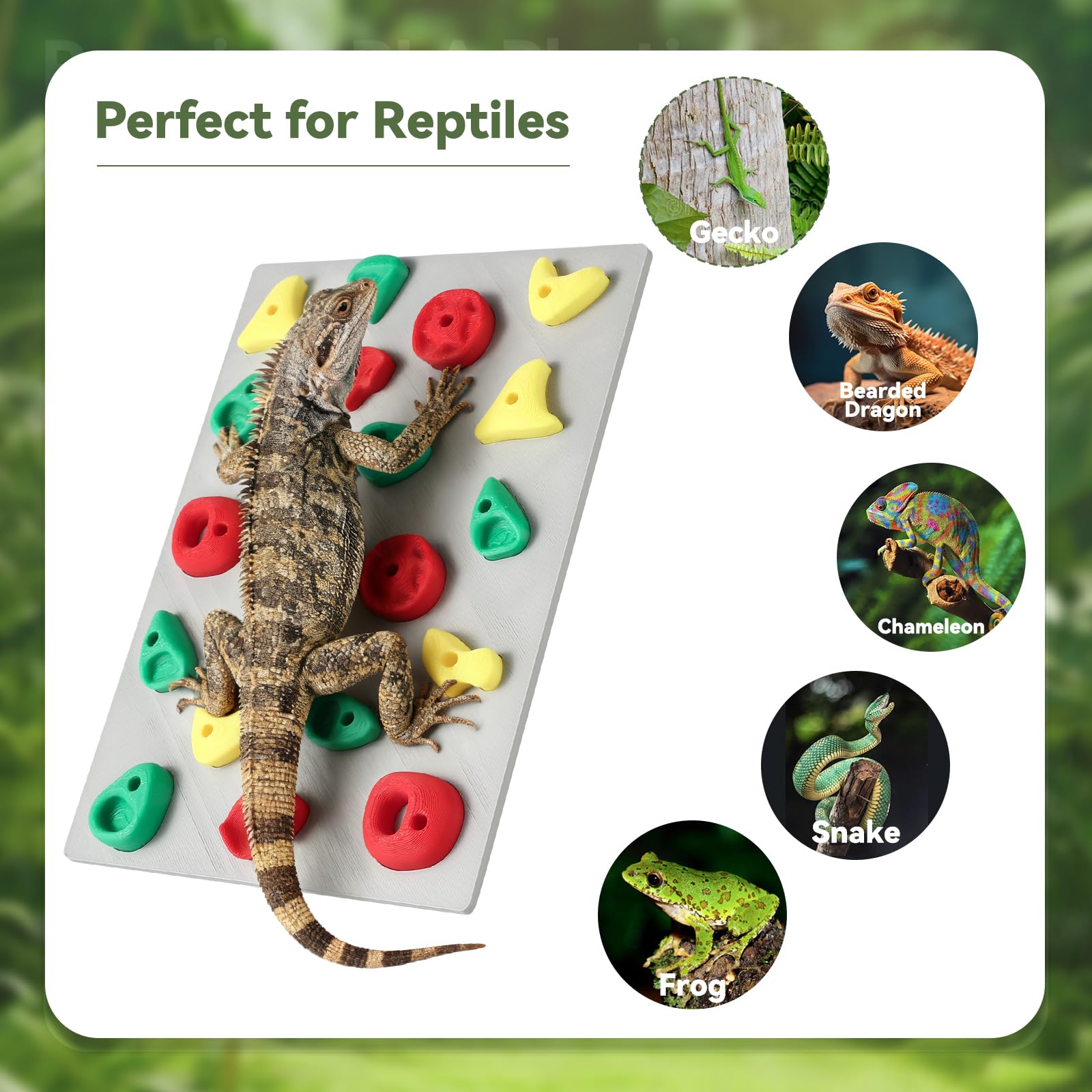 MITCHENIFY climbing wall used with baby bearded dragon for age-appropriate enrichment.
