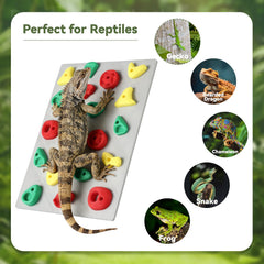 MITCHENIFY climbing wall used with baby bearded dragon for age-appropriate enrichment.