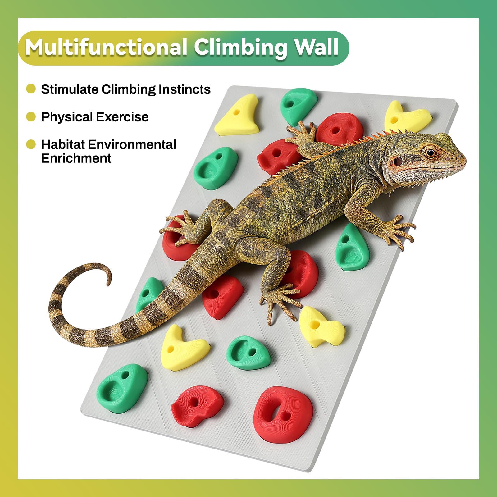 MITCHENIFY climbing wall mounted inside tank demonstrates versatile setup for reptiles and amphibians.
