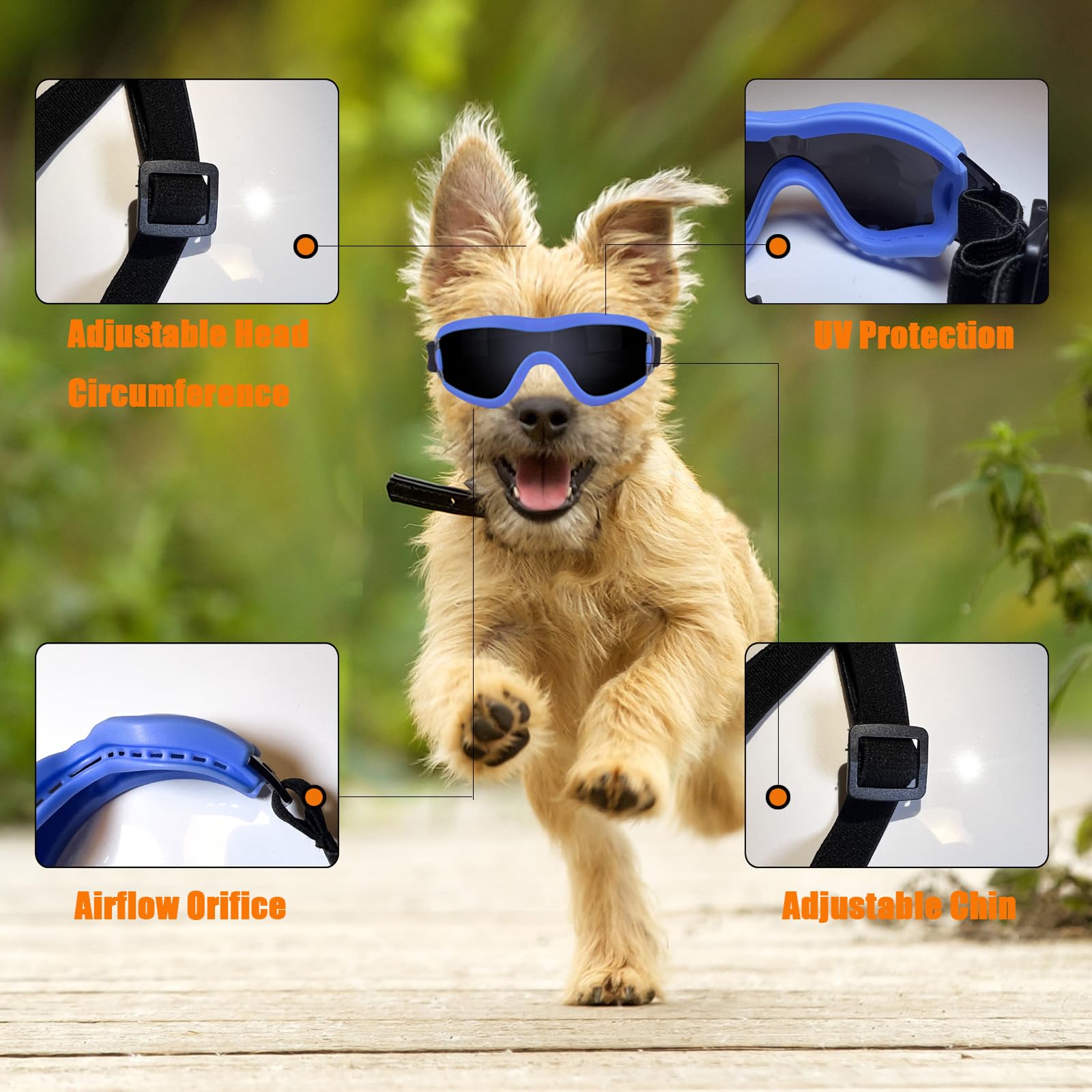 Small dogs wearing Mitubati goggles during outdoor strolls.