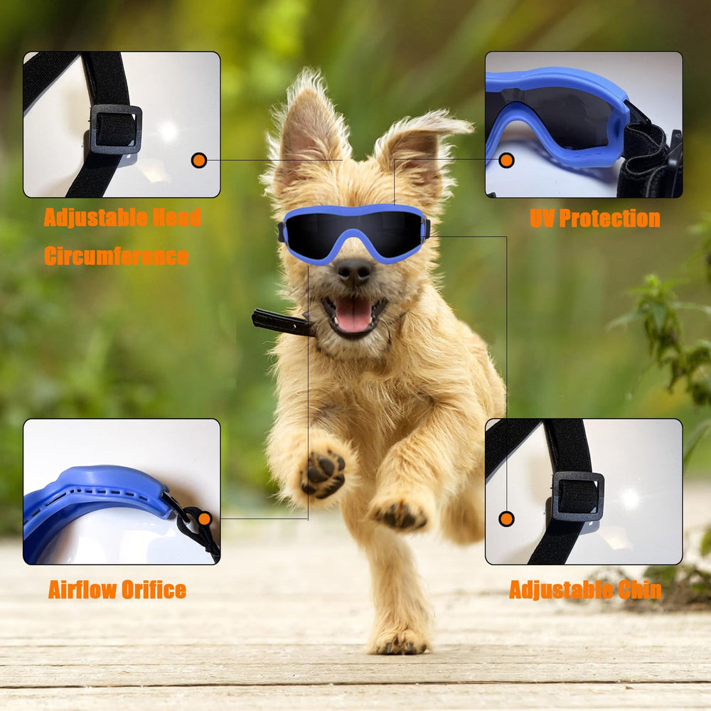 Small dogs wearing Mitubati goggles during outdoor strolls.
