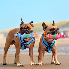 Mity rain water bottle dog toy blue tennis-ball-inside for interactive chase