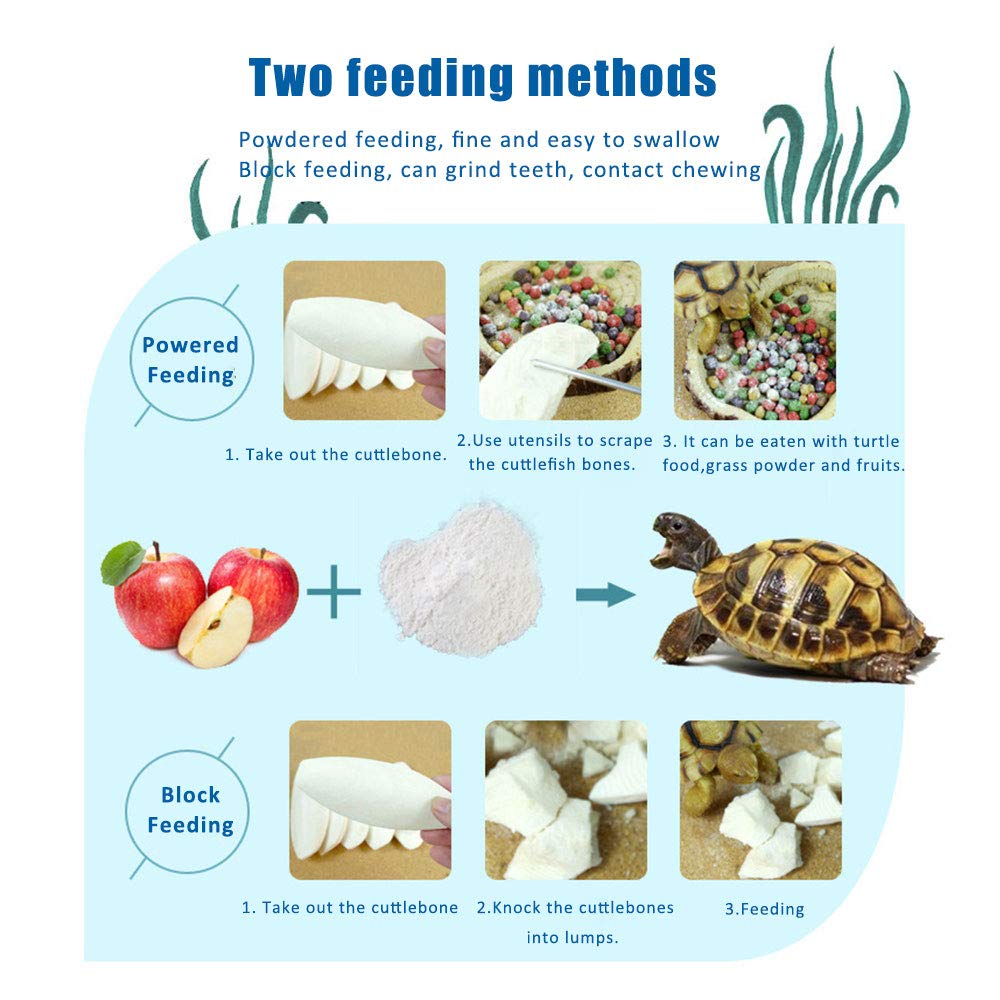 Mivofun cuttlebone in use with a parakeet, supporting calcium needs.