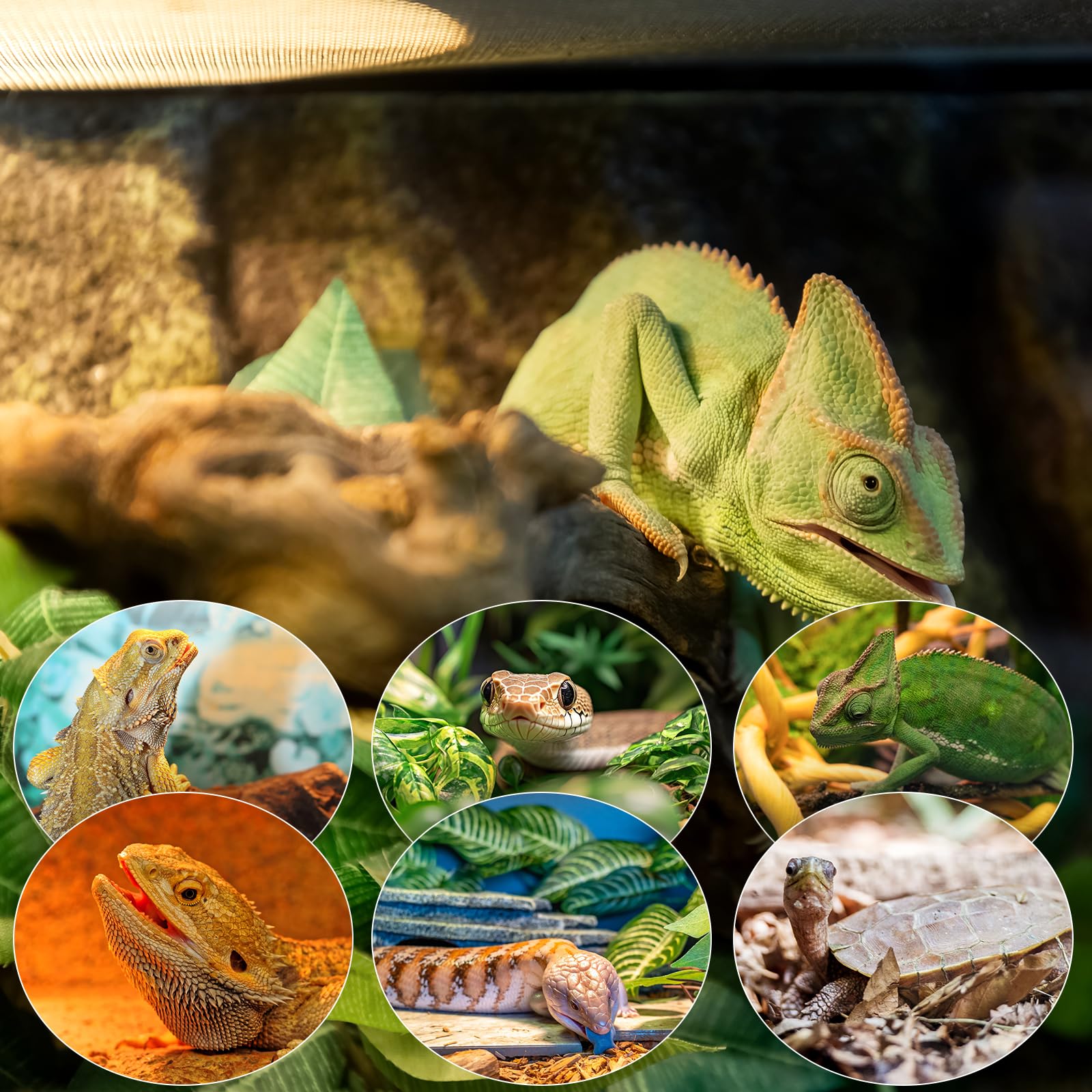 MIXJOY wide application for reptiles and amphibians supports natural behavior