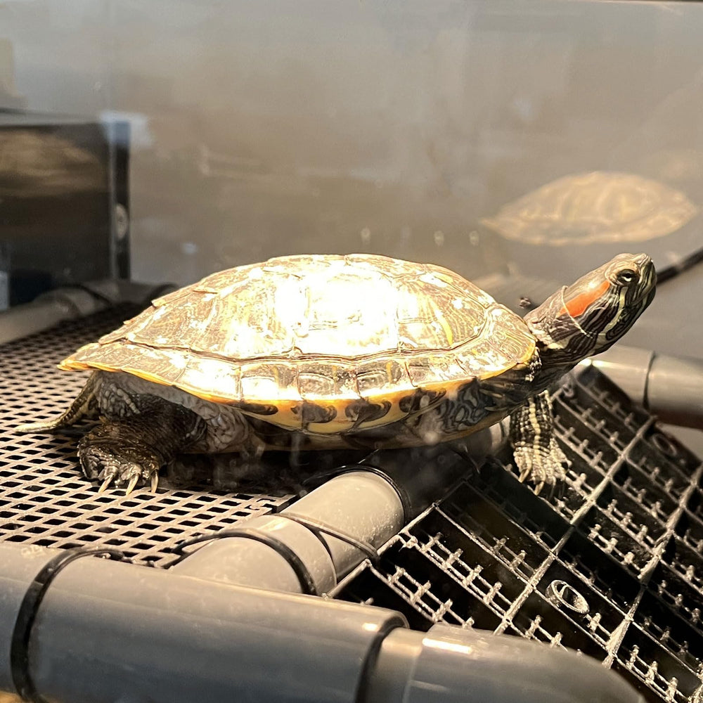 MLONDHSU turtle platform in-tank-fit showcases compatibility with various tank depths.