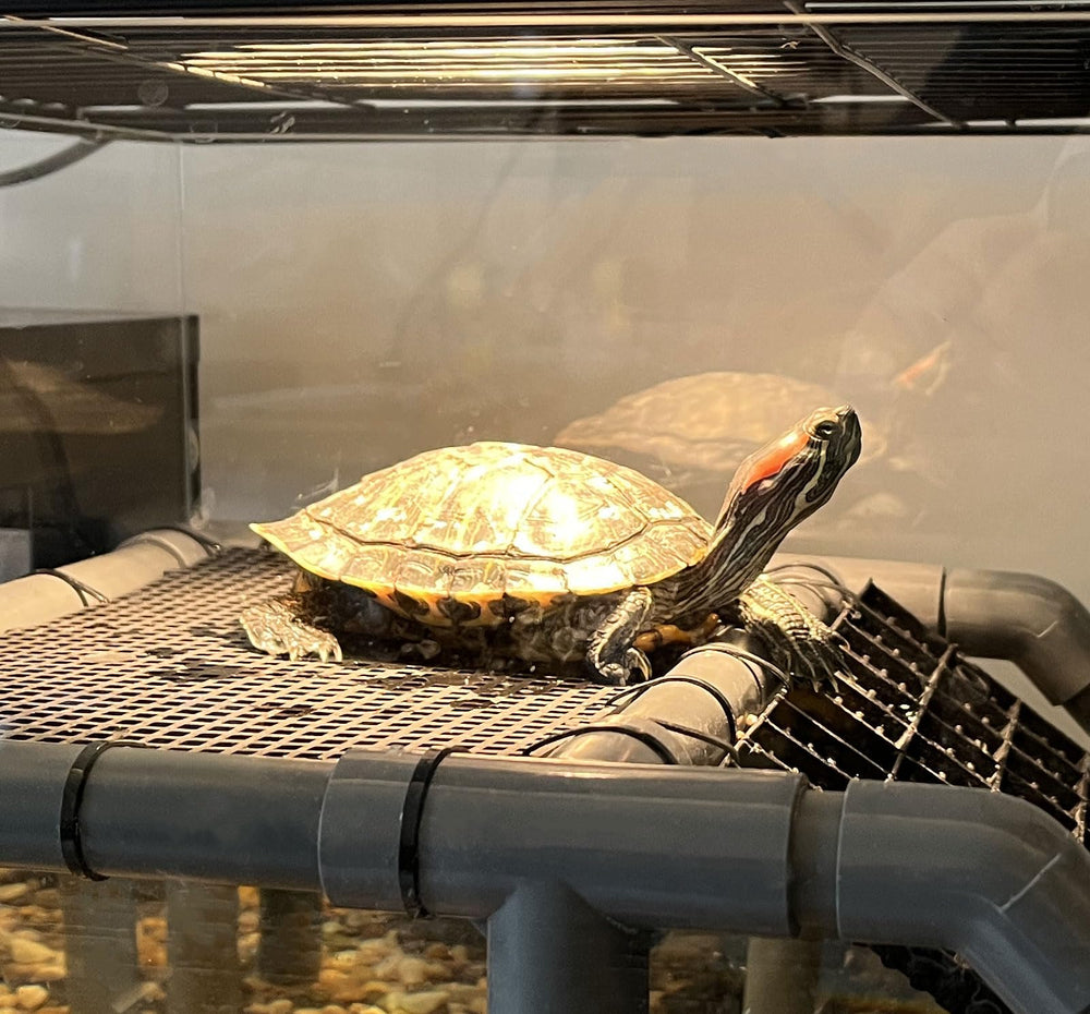 MLONDHSU turtle platform measurement image demonstrates 10.8-inch wide basking area.