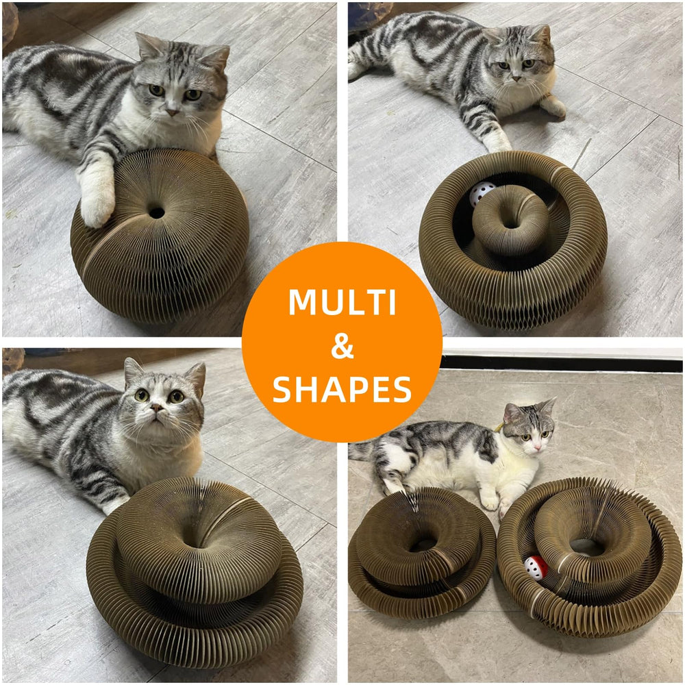 MoeQOassis kitten enjoying unfolding shapes for exercise and fun.
