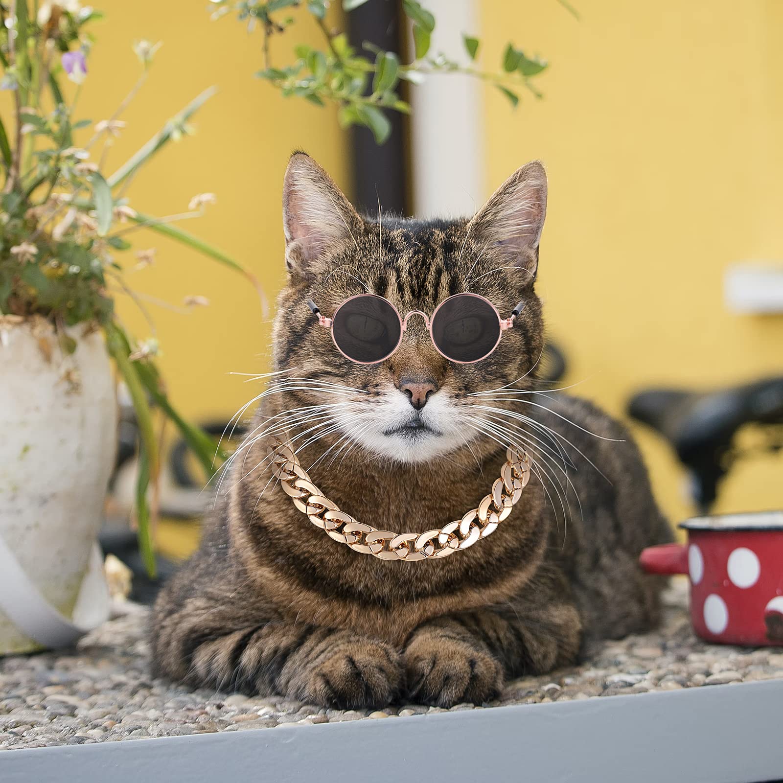 Molain pet fashion photoshoot setup for creative shoots